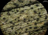 Buellia dialyta image