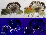 Buellia dialyta image