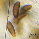 Buellia dialyta image