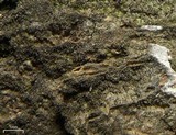 Pseudosagedia isidiata image