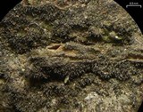 Pseudosagedia isidiata image