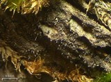 Pseudosagedia isidiata image