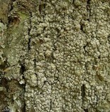 Pertusaria paratuberculifera image