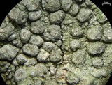 Pertusaria paratuberculifera image