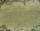 Pertusaria macounii image
