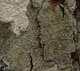Lecanora imshaugii image