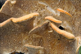 Cerrena unicolor image