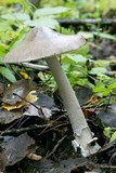 Amanita islandica image