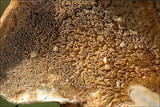 Cerrena unicolor image