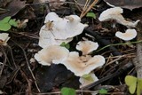 Sistotrema confluens image