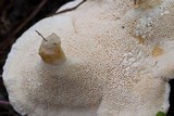 Sistotrema confluens image