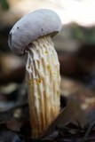 Austroboletus subflavidus image