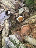 Ganoderma lobatum image