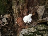 Ganoderma lobatum image