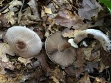 Agaricus vinosobrunneofumidus image