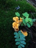 Cantharellus lateritius image