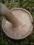 Lactarius rufus image