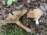 Lactarius rufus image