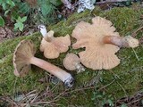 Lactarius rufus image