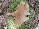Lactarius rufus image