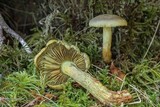 Gymnopilus punctifolius image