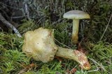 Gymnopilus punctifolius image