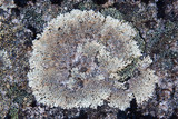Arctoparmelia centrifuga image
