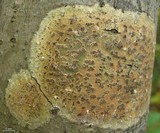 Trypethelium virens image