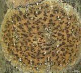 Trypethelium virens image