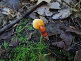 Ganoderma lucidum image