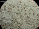 Arthonia albovirescens image