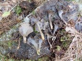 Craterellus caeruleofuscus image