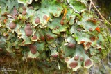 Solorina crocea image