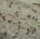 Arthonia albovirescens image