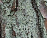 Lepraria harrisiana image