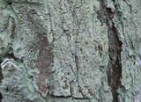 Lepraria harrisiana image