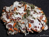 Solorina crocea image