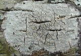Ochrolechia africana image