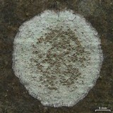 Lecanora hybocarpa image