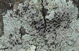 Physcia pumilior image