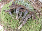 Craterellus caeruleofuscus image