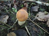 Leccinum insigne image