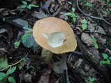 Leccinum insigne image