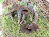 Craterellus caeruleofuscus image