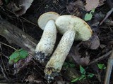 Leccinum insigne image