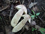 Leccinum insigne image