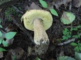 Boletus chippewaensis image