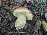 Boletus chippewaensis image
