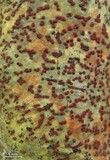 Pyrenula cruenta image