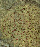 Pyrenula cruenta image